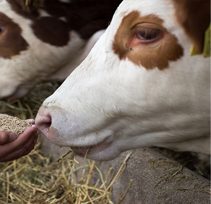 Shubham Samrudhi-Pinjapolegoshala